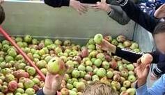 Apfelernte und Saftproduktion